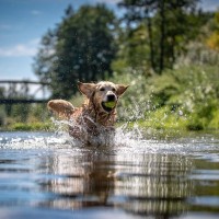 犬が亡くなる可能性のある『夏のトラブル』5選　絶対にやってはいけない危険行為とは？