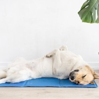 犬の『暑さ対策』は何月まですべき？夏だけではない注意点から異変を感じたときの対処法まで