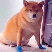 犬の肉球を保護するため『靴を履かせた』結果→まるでアニメのような『まさかの歩き方』が話題「笑っちゃったｗ」「踊ってるみたい」と反響