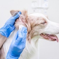 愛犬の耳掃除、やりすぎ注意！？犬の耳垢の自浄作用ってなに？【獣医が解説】