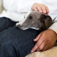 犬がリンパ腫と診断されたら…愛犬と穏やかに過ごすためのヒントとは【獣医師執筆】