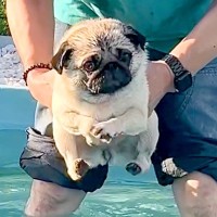 2回目のプールに来た犬→『泳いでくれる』と思ったら…足がついた瞬間の『予想外すぎる動き』が63万再生「顔ｗ」「エンドレスで見れる」と爆笑