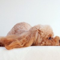 犬の『自信を失くした』ときにみせるサイン4選　心が折れてしまった愛犬の気持ちを回復させる方法はあるの？