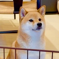 ワガママばかり言う犬が『いつもは優しいママに叱られた』結果…ちょっとだけ反省する光景が7万再生「パパとの差ｗ」「お利口すぎ」と絶賛の声
