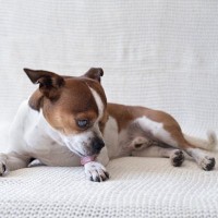 犬が飼い主に『不満』があるときにみせるサイン5選　愛犬が不服そうにしているときにすべき対応とは？