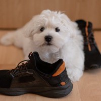 犬は『足音』だけで飼い主を判別できるの？聞き分けを可能にしている4つの判断基準とは