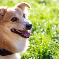 犬が『シニア期』に入ったときにみせるサイン5選　どんなタイミングで老いを感じる？