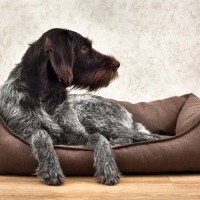 犬が『不快に感じる』ベッドの特徴4選　愛犬が睡眠不足になっている状態とは？
