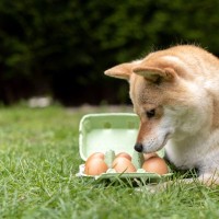 犬が食べると危険な『生モノ』5選　絶対与えてはいけない理由や誤食したときの症状まで
