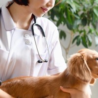 動物病院でどうやって犬を抑えてる？プロが行う『保定』の裏側とは【獣医が解説】