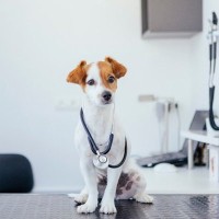 動物病院って儲かってるの？気になるお金の話のホント【獣医師執筆】