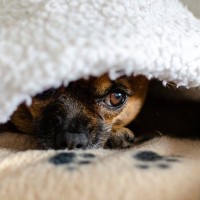 愛犬が『コソコソ隠れている』ときの心理4つ　隠したい事があるの？出てこない場合の対処法まで