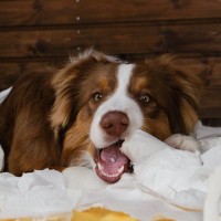 犬が誤飲したときに注意すべき4つの危険な症状　放置してはいけない理由から適切な対処法まで