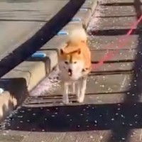 散歩する犬をこっそり待ち伏せ→『大喜びするかな』と思っていたら…期待を裏切る『まさかの反応』に爆笑の声「あるあるｗｗ」「ガン無視で草」