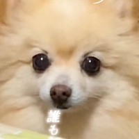 『隅に追い詰めないと捕まらず本気噛みします』と言われた8歳の保護犬…同じ犬とは思えない『驚き変化』に反響「泣けるほど可愛い」「いいお顔」