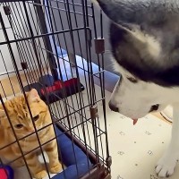 猫2匹が大喧嘩をするので、隔離した結果…犬たちがみせた『まさかの行動』が10万再生「運命共同体」「なんて過保護な犬」「優しい世界」の声