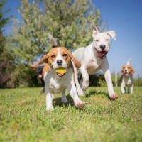 犬に『ストレス発散』してもらう方法４選　今日からできる気分転換の方法までご紹介