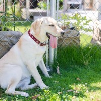 犬が『暑すぎてキツイ』ときのサイン3つ　注意が必要な症状から正しい対処法まで