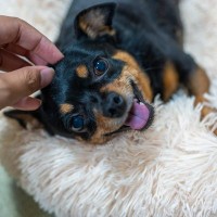 犬が『スキンシップ』を取りたいときのサイン５つ　要求に応えてあげるために知っておくべきこと