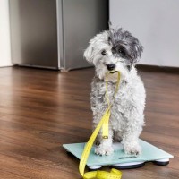 愛犬の『痩せすぎ』には注意しよう！危険な症状や体重を維持するためのコツを解説