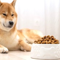 犬がフードと合っていないときにみせる5つのサイン　愛犬に適した食事を選ぶにはどうしたらいいの？
