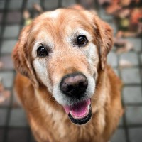 シニア犬に喜んでもらうためにできること5つ　習慣づけておきたい理由やコツをご紹介