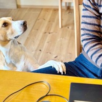 『わがままな犬』は本当にわがままなの？困った行動や態度の裏側にある本当の理由3選