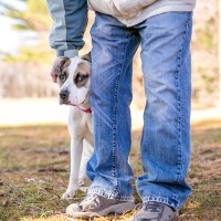 愛犬が『怖がっているとき』にできる適切な対処法4選　安心を与えて絆を深めよう