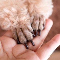 犬に『お手』を教える3つのメリット　習得したい理由から無理のないトレーニングのコツまで