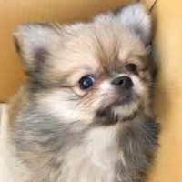 『３キロくらいに成長する』と言われた子犬→ご飯を食べず心配していたら…数ヶ月後『衝撃的なビフォーアフター』に反響続々「愛情の重さ」