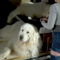 車のうしろに乗っている2匹の超大型犬→降ろそうとすると…絶望的すぎる『まさかの態度』が367万再生「笑ったｗ」「子供以上に手がかかるｗ」