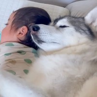 入院中、居ないママの代わりに赤ちゃんを…大型犬がみせた『子煩悩すぎる光景』が素敵すぎると22万再生「信じられない…」「なんて優しい目」