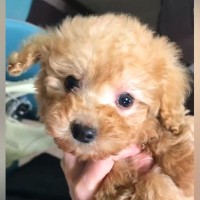 『大きくなっても2～3キロですよ』と言われた子犬を飼ったら、数年後→もはや別犬な『衝撃のビフォーアフター』が76万再生「可愛すぎｗ」