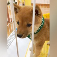 『小さくてかわいい豆柴を飼った』と思っていたら…想定を大幅に超えた『まさかの成長』に反響「立派で可愛い」「うちも同じｗ」共感の声も