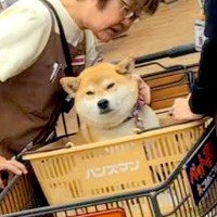 ホームセンターに『犬を連れて行った』結果→店員さんが集まってきて…もはやファンミーティング？微笑ましい光景が93万再生「混ざりたい」の声