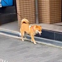 外を歩いていたら、散歩中の愛犬と偶然鉢合わせして…気付いた瞬間の『100点満点なリアクション』が90万再生「顔ｗ」「二度見してて草」