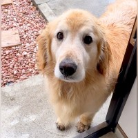 泥んこになって帰宅した大型犬→『待って！』と声をかけた結果…絶対に叱れない『可愛すぎる反応』が36万再生「やりきった顔が良いｗ」と反響