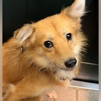 人間に怯え、ブルブル震えていた元保護犬→家族として愛情をたくさん与えた結果…別犬かと思うほどの『表情の変化』に反響　素敵な笑顔に思わず涙