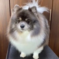 もふもふに毛が伸びた犬→『カットしたらスリムになるかな』と思ったら…想定と違う『トリミング後の光景』が634万再生「毛瘦せするタイプｗ」