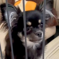 『最年長になっていた売れ残り犬』と出会った結果→即決でお迎えをして…『１ヶ月後の光景』に思わずほっこり「待ってたんだ」「絶対幸せ」と反響