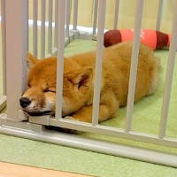 『豆柴の赤ちゃん』をお迎え→小さいまま育つと思っていたら…2年後の『想像もしていなかった光景』に驚き　わんぱくな様子に思わずほっこり