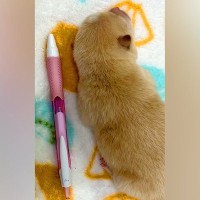 『ボールペンと同じ長さ』の赤ちゃん犬→たったの12日後…思った以上だった『衝撃の成長速度』が16万再生「永遠に見てられる」と悶絶の声