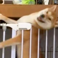 よくケージから脱走する犬→紐までくくりつけているのに…カメラが捉えた『脱出の決定的瞬間』に反響「スキル高すぎる」「すごい執念ｗ」