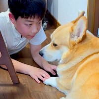 大好きなお兄ちゃんが1泊2日の外出→察した犬が…切ないお別れの光景と『再会の瞬間』が素敵すぎると9万再生「胸がキュンとした」「優しい」