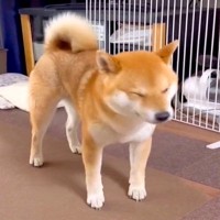 扇風機の風を浴びる犬→クーラーをつけてあげた結果…『あからさまな態度の変化』が10万再生「まるで人間」「めっちゃわかるｗｗ」共感の声も