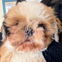 ケージの中だけが世界の全てだった『ボサボサの元繁殖犬』を飼った結果…３年後→『別犬かと思うほどの光景』に反響「泣いちゃった」「素敵」