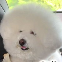 モコモコが限界突破した２匹の犬→プロにカットしてもらった結果…もはやぬいぐるみ？劇的なビフォーアフターが37万再生「イメチェン凄い」