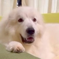 ソファでくつろぐ笑顔の大型犬→お腹をモフモフしにいった結果…あまりにも辛辣な『露骨すぎる表情の変化』が34万再生「温度差ｗ」「無の境地」