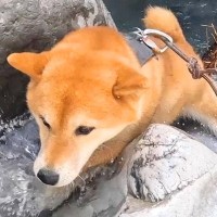 ２匹の犬を沢登りに連れて行った結果→けわしい道のりなのに…運動神経バツグンな『まさかの光景』が16万再生「ぐんぐん進んでたくましすぎ」