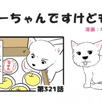 ちーちゃんですけどもっ【第321話】「大好物ですけどもっ」